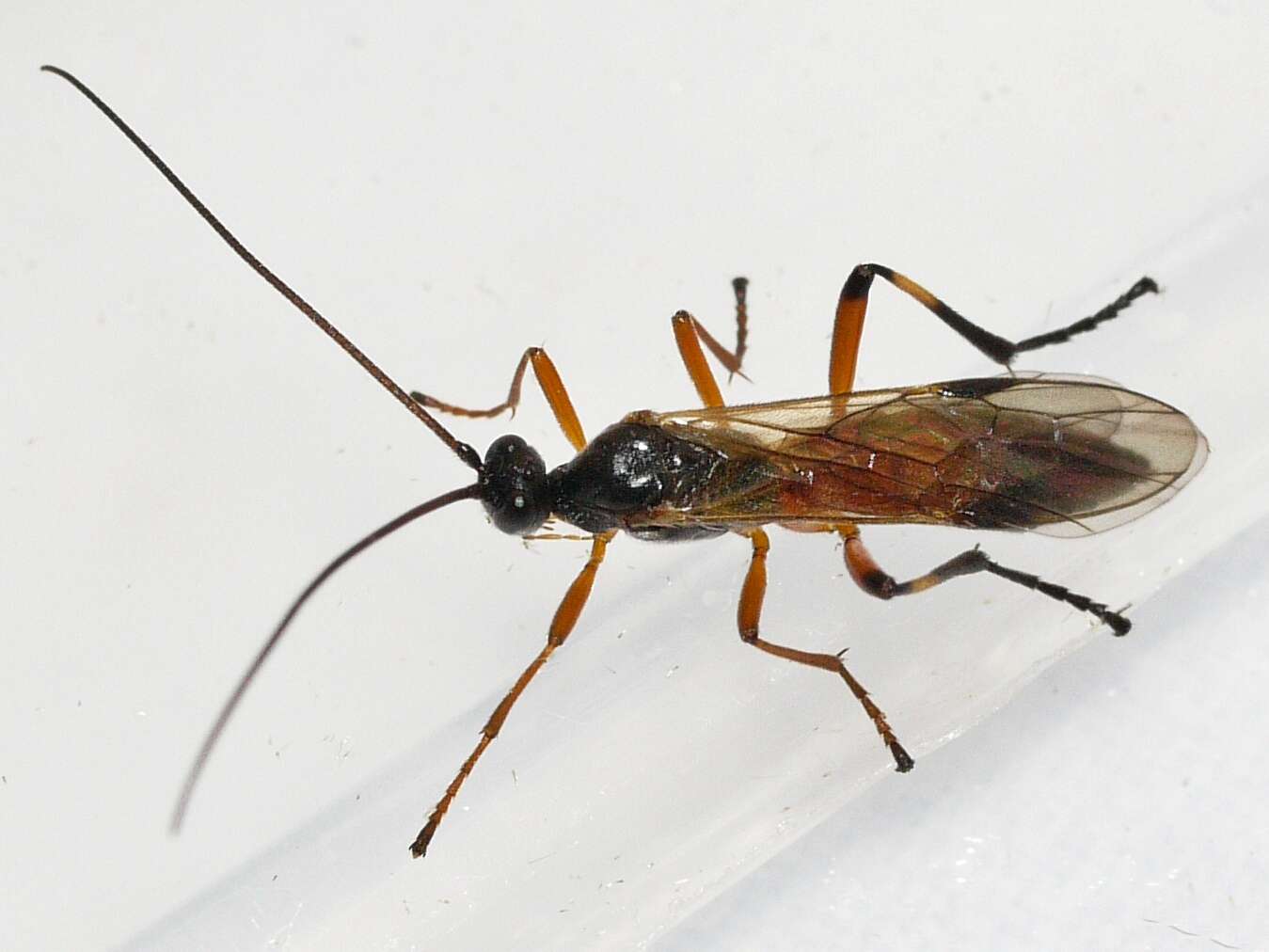 Image of Mummy-wasps