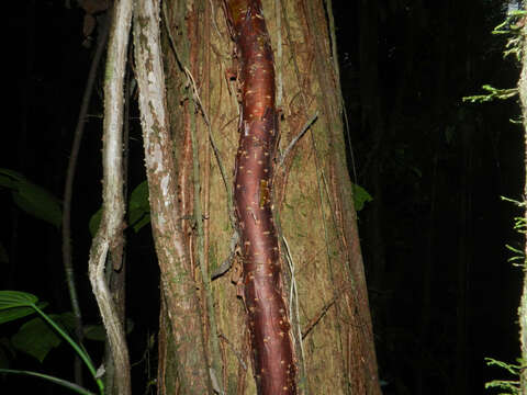 Image de Bursera standleyana L. O. Williams & Cuatrec.