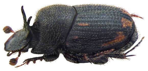 Image of Onthophagus troglodyta (Wiedemann 1823)