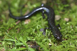 Plancia ëd Plethodon shenandoah Highton & Worthington 1967