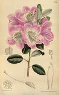Image of Rhododendron oreotrephes W. W. Smith