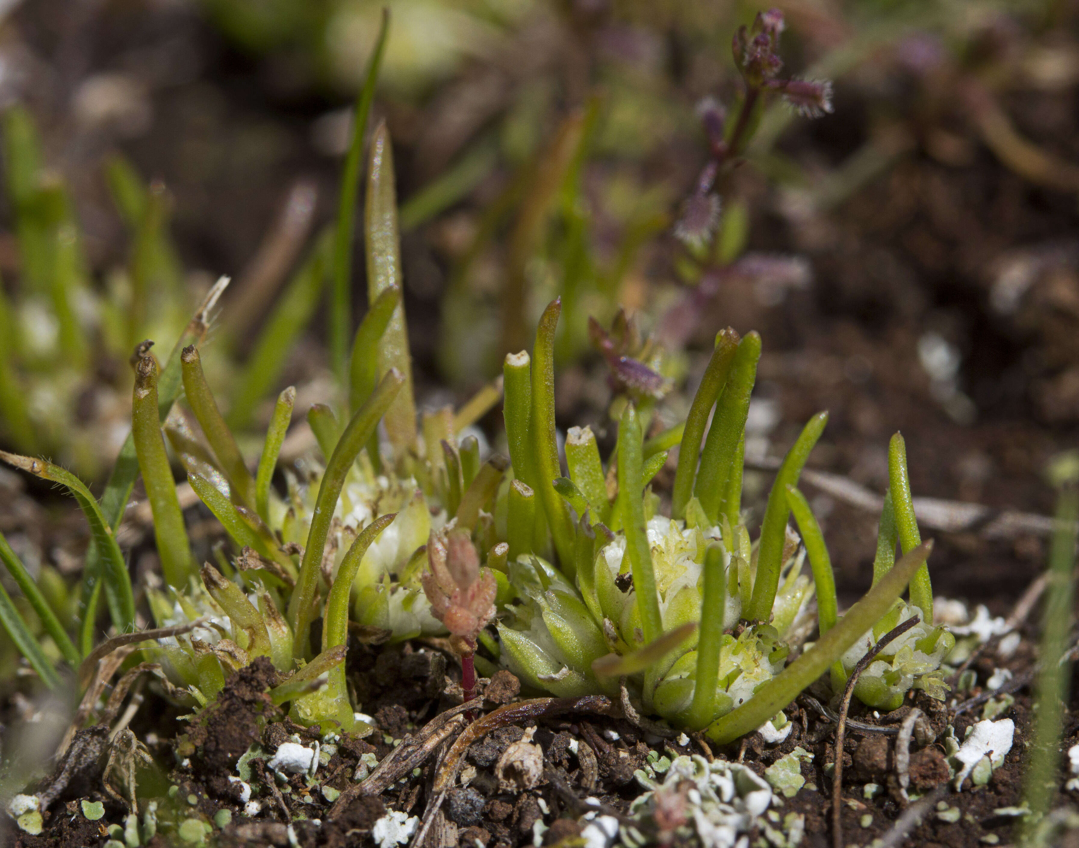 Sivun Isoetopsis graminifolia Turcz. kuva