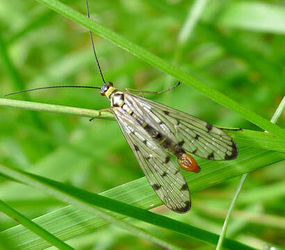 Image of Panorpa germanica Linnaeus 1758