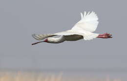 Image of Platalea Linnaeus 1758