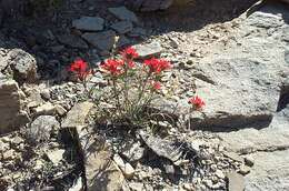 Image of northwestern Indian paintbrush