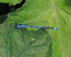 Imagem de Coenagrion puella (Linnaeus 1758)