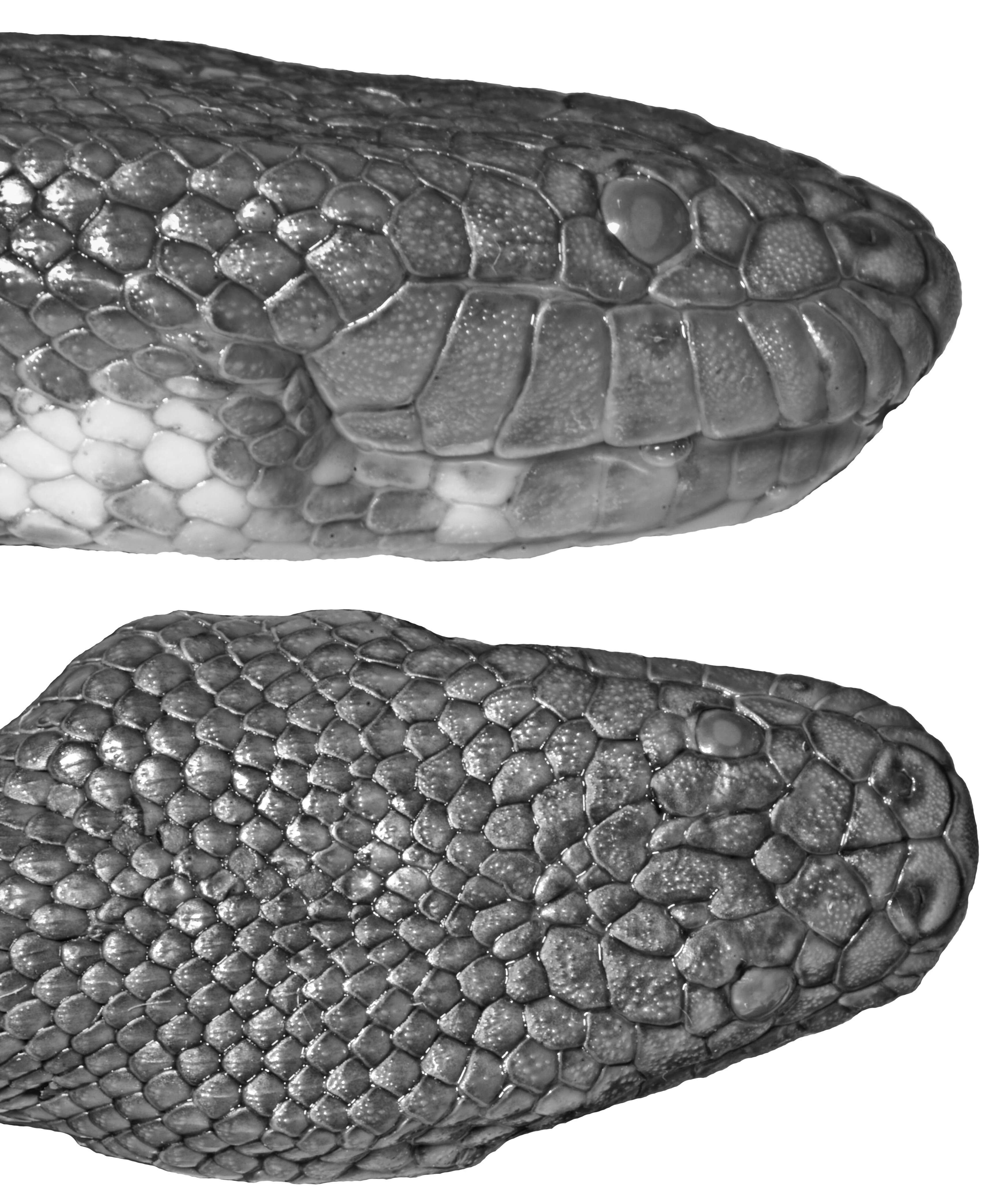 Image of Homalopsidae Bonaparte 1845