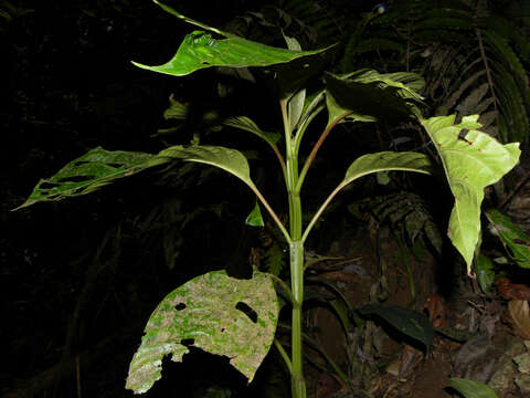 Image of Hoffmannia liesneriana L. O. Williams