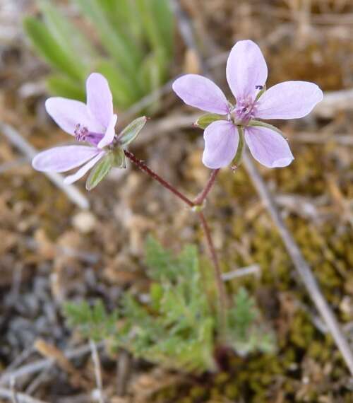 Image of Erodium neuradifolium Del. ex Godr.