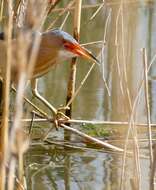 Image of Common Little Bittern