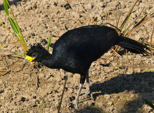 Image of Bare-faced Curassow