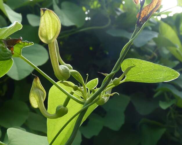 Image de Aristolochia contorta Bunge