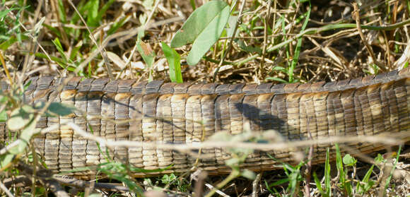 Image of Paraguay Caiman Lizard