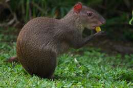 Image de Agouti Ponctué