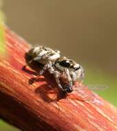 Image of Zebra spider