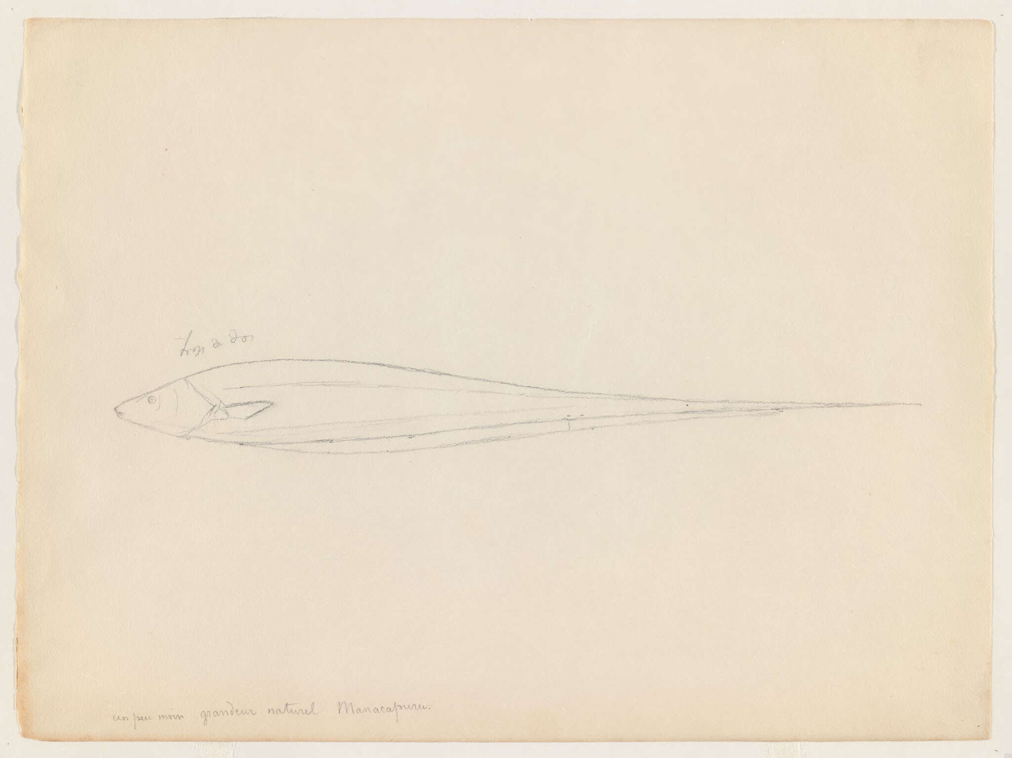 Image of glass knifefishes