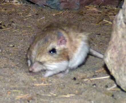 Image of Merriam's Kangaroo Rat