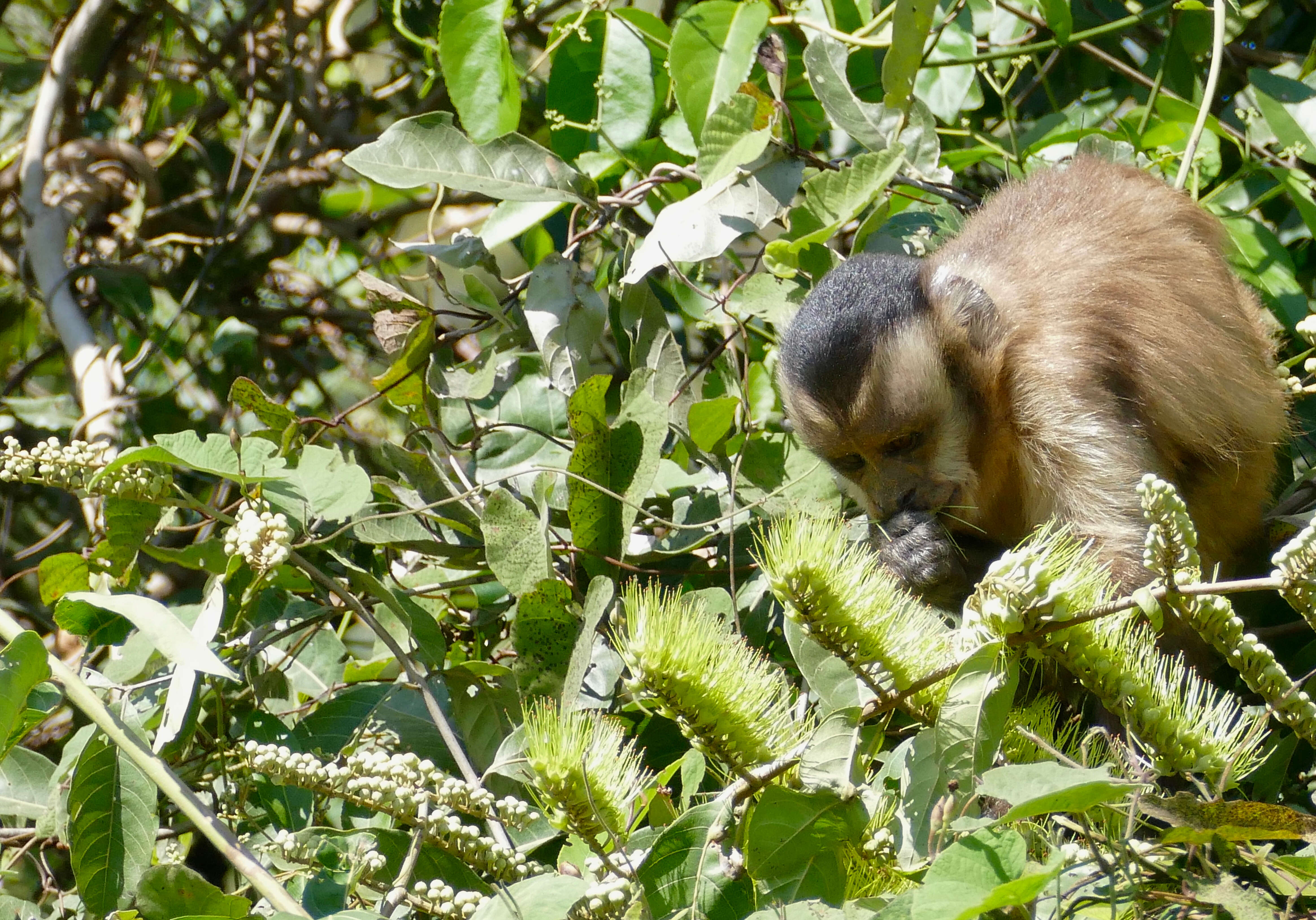 Image of Robust capuchin monkeys