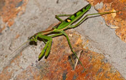 Image of African praying mantis