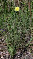 Image of Carolina desert-chicory