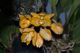 Image of Stanhopea anfracta Rolfe