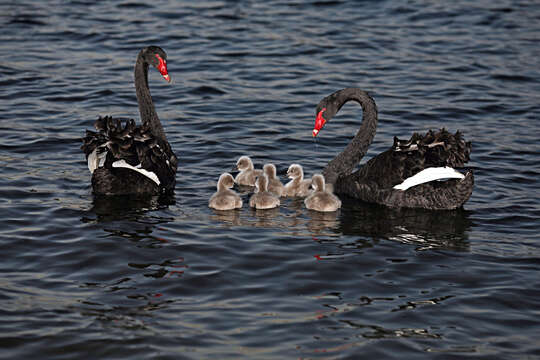 Image of Black Swan