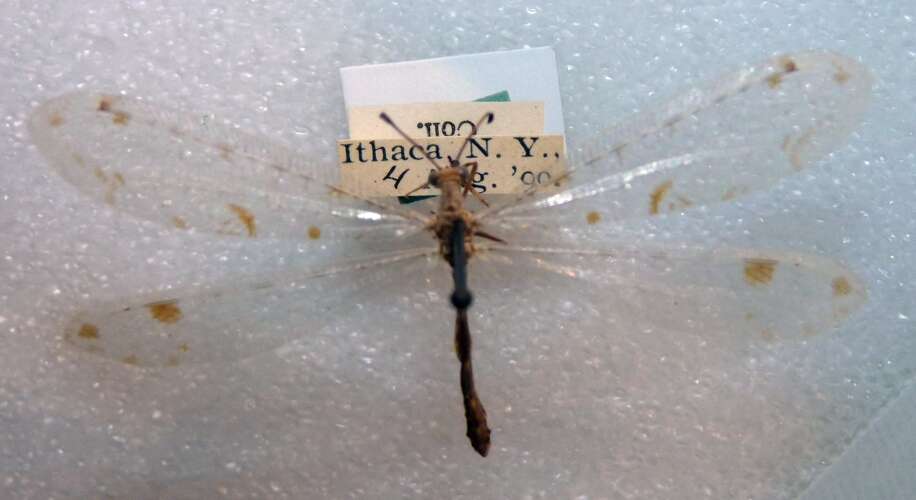 Image of Spotted-winged Antlion