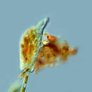 Image of Chilodonella cucullulus (Mull.)