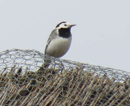 Image of Motacilla alba alba Linnaeus 1758