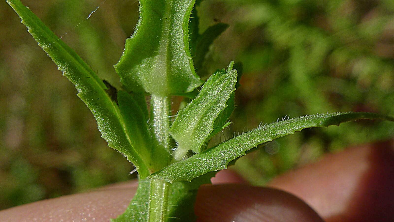 Слика од Stemodia maritima L.