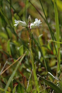 Plancia ëd Polygala vulgaris L.