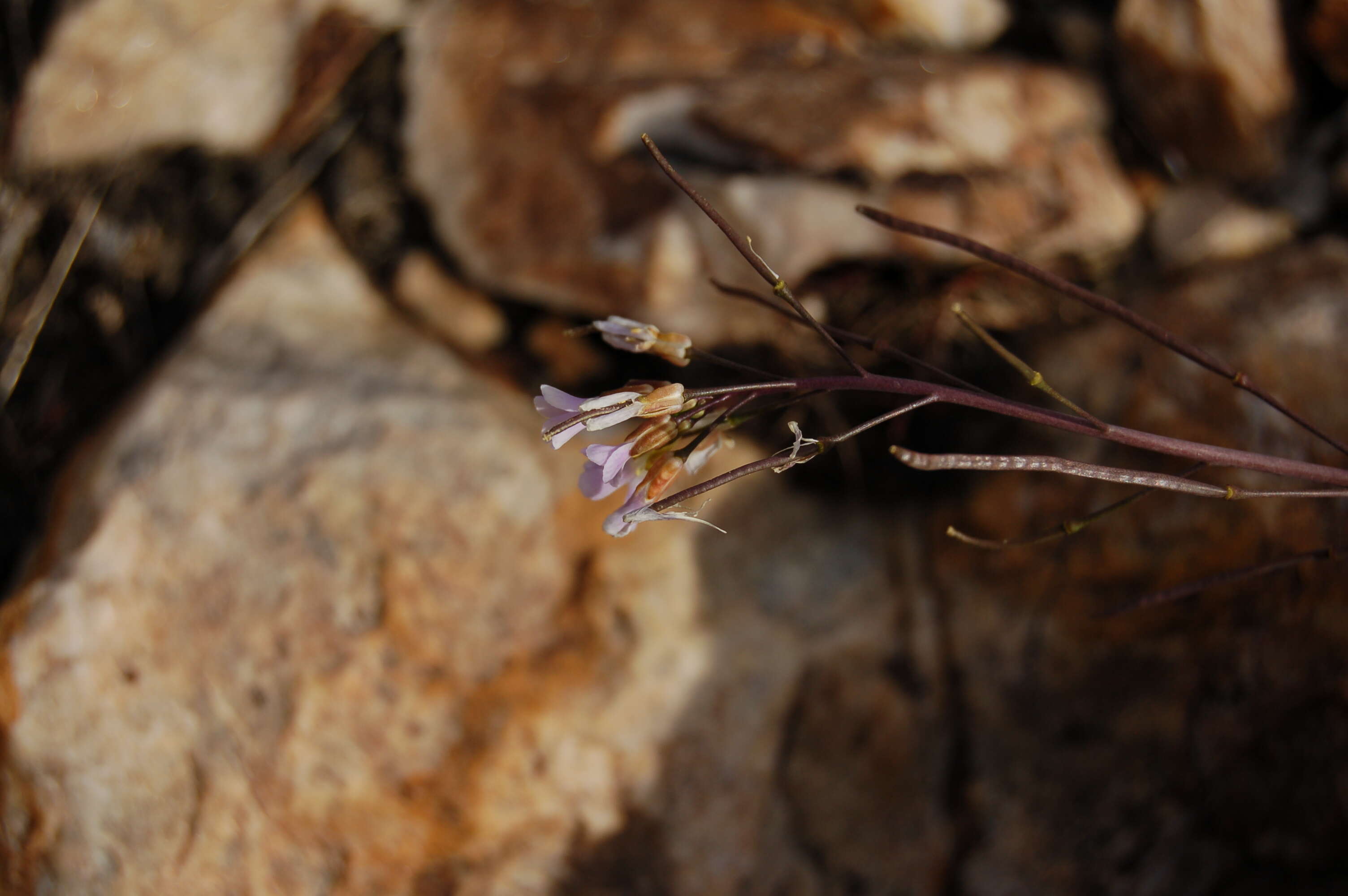 Image of littleleaf rockcress