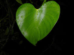 Image of Philodendron microstictum Standl. & L. O. Williams