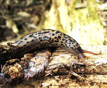 Image of Limax Linnaeus 1758