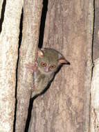 Image of tarsier