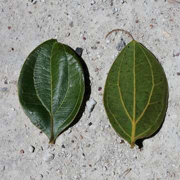 Image of Strychnos pseudoquina A. St. Hil.