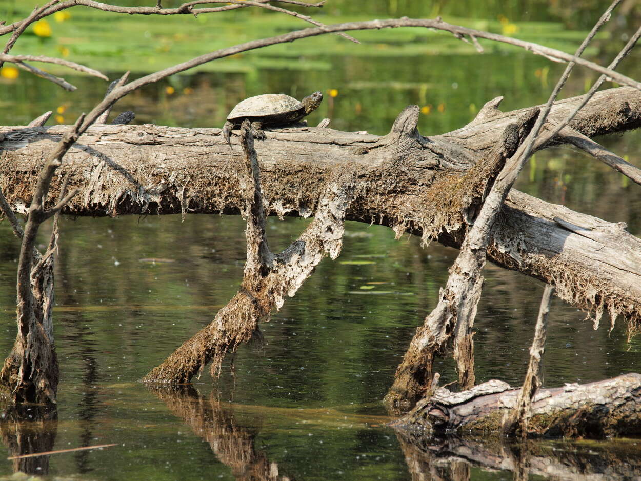 Image of Black-breasted Leaf Turtle