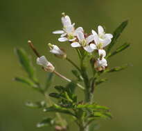 Image of bittercress