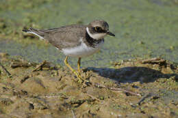 Image of Charadrius Linnaeus 1758