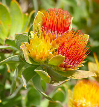 Image of Leucospermum oleifolium (P. J. Bergius) R. Br.