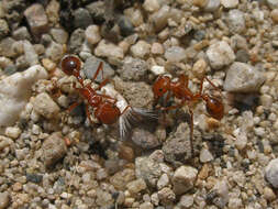 Image of Harvester Ants