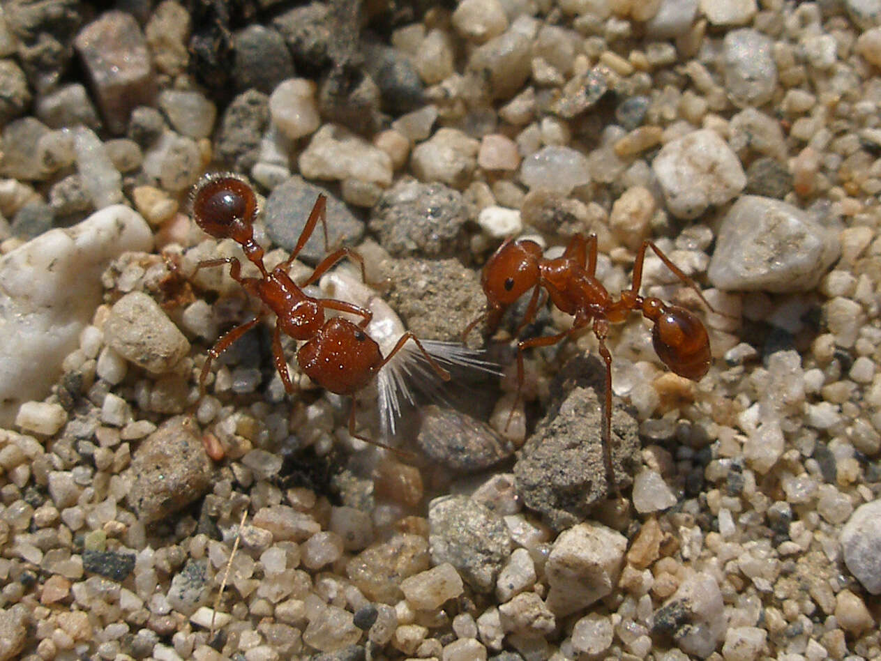 Image of Western Harvester Ant