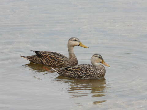 Image of Florida duck