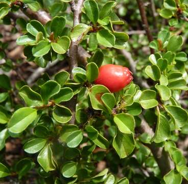 صورة Cotoneaster adpressus Bois