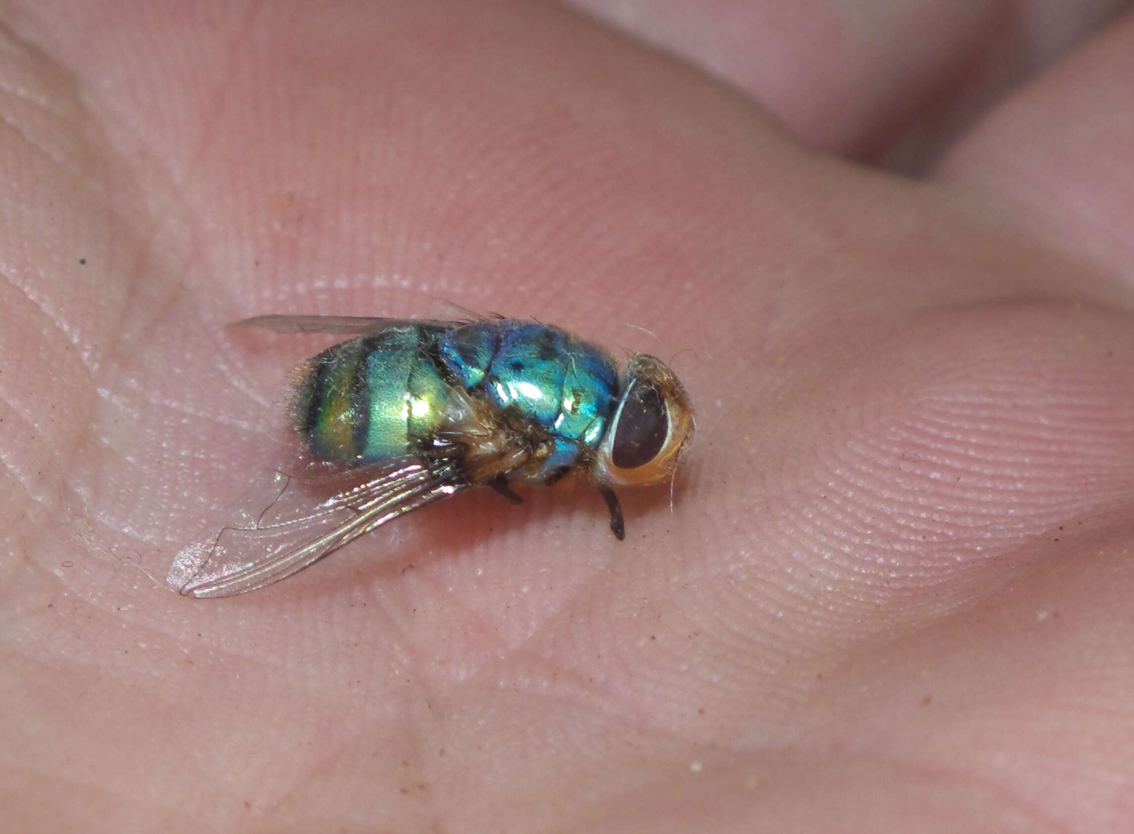 Image of blow flies