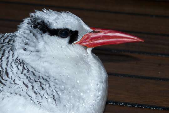 Image of Red-billed Tropicbird