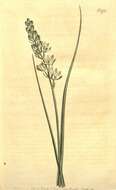 Image of Ornithogalum juncifolium Jacq.