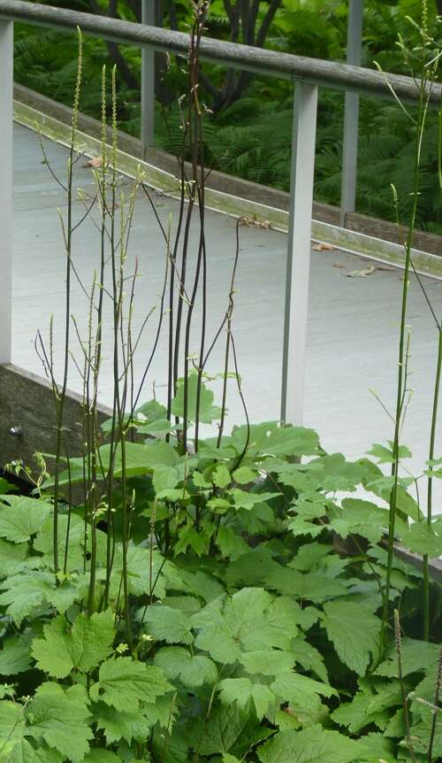 Image of Appalachian bugbane