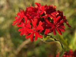 Image of Maltese-cross