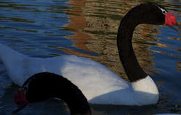 Image of Swan